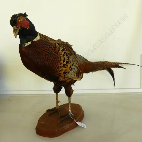 TAXIDERMY ROOSTER PHEASANT