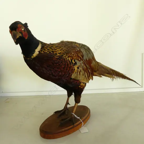 TAXIDERMY ROOSTER PHEASANT