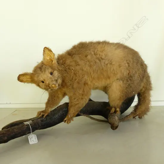 TAXIDERMY POSSUM ON BRANCH