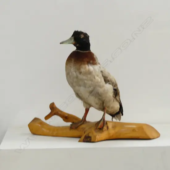 TAXIDERMY DUCK ON CARVED WOOD STAND, SOME DISTRESS