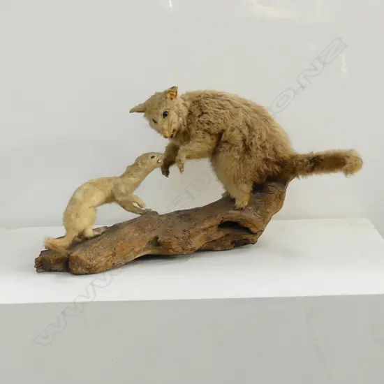 TAXIDERMY POSSOM & STOAT ON WOOD STAND, SOME DISTRESS