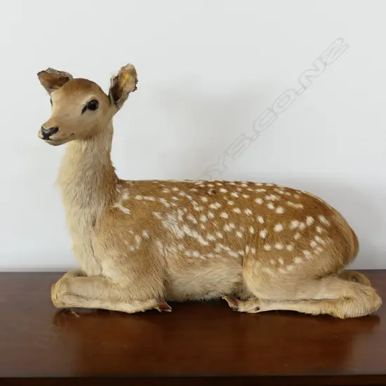 TAXIDERMY FAUN, SITTING L620 MM