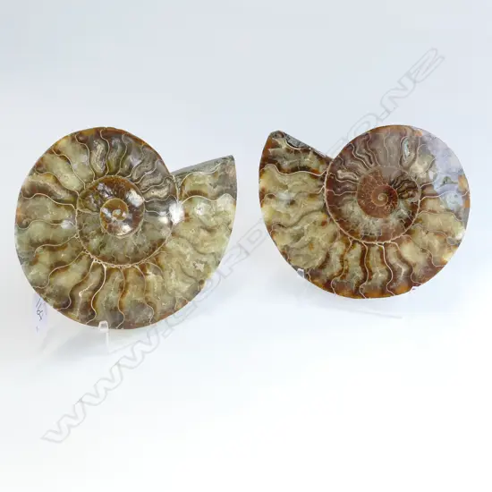 EXQUISITE PAIR FOSSILIZED SHELLS W.160MM + STANDS