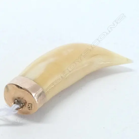 9CT GOLD MOUNTED TOOTH PENDANT H 55 MM