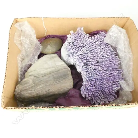 CORAL PIECE + FOSSILISED WOOD + VENTIFACT