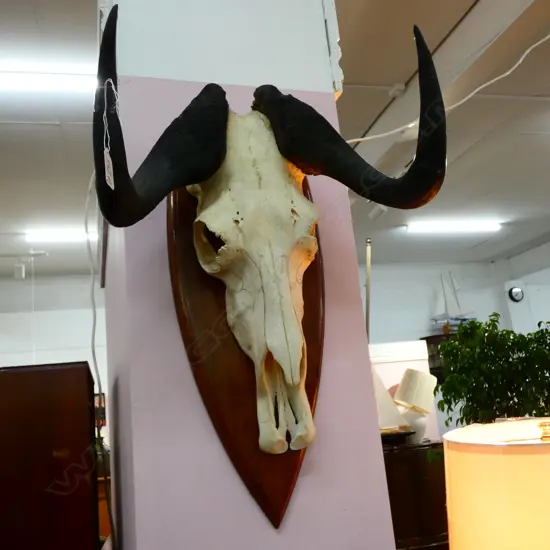 MOUNTED SKULL AND HORNS H. 500MM