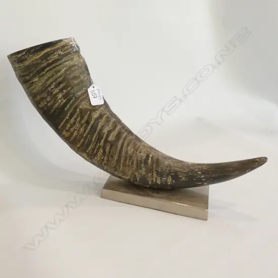 MOUNTED BUFFALO HORN 