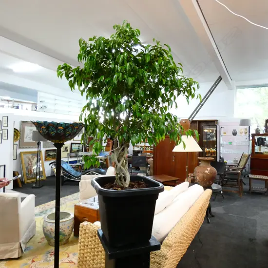 REAL FICUS PLANT WITH WOVEN TRUNK