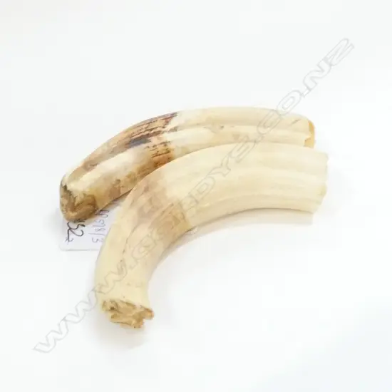 2 LARGE TEETH OF A WARTHOG