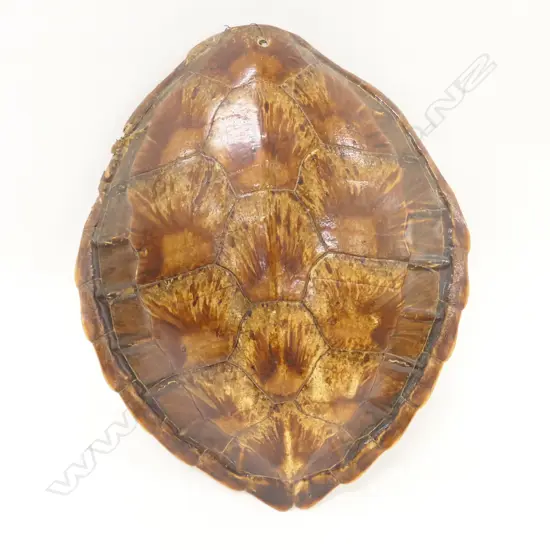 TORTOISESHELL L. 450MM