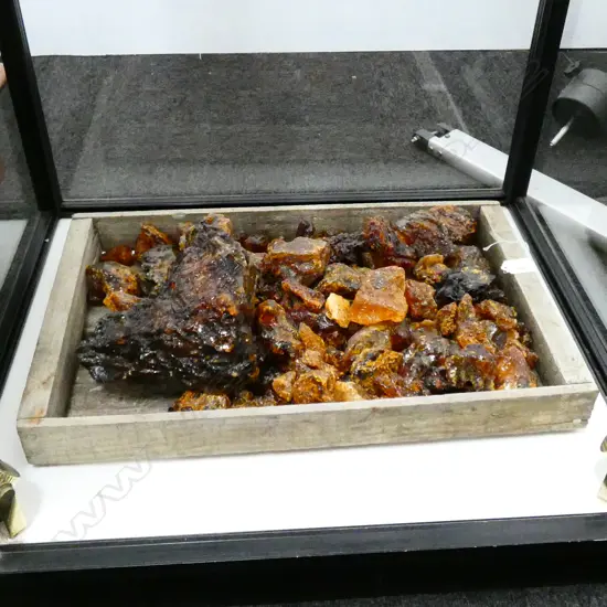 LOT OF ASST KAURI GUM