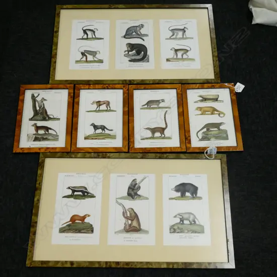 SET OF 4 ZOOLOGIA PRINTS 220 X 160MM + LARGER PAIR 510 X 300MM
