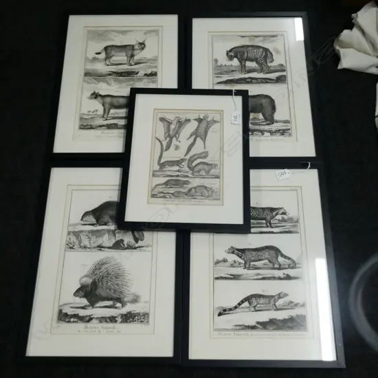 SET OF 4 HISTORIE NATURELLE PRINTS 470 X 340MM + 1 OTHER