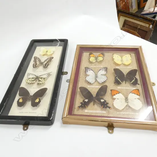 2 FRAMED BUTTERFLY DISPLAYS H 350 MM