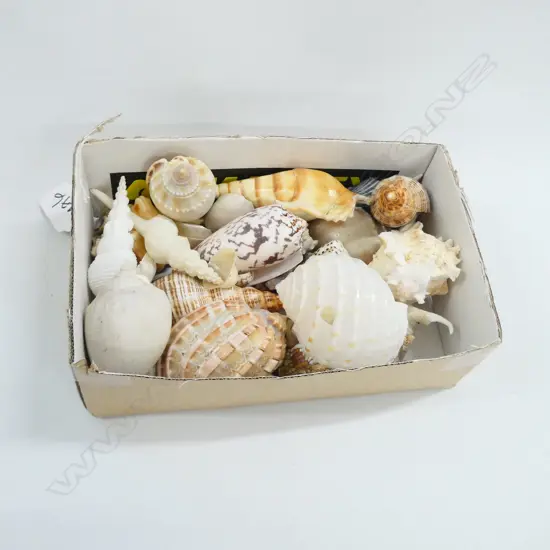 BOX OF COLLECTABLE SHELLS