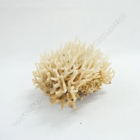 GOOD EXAMPLE OF TWIG CORAL