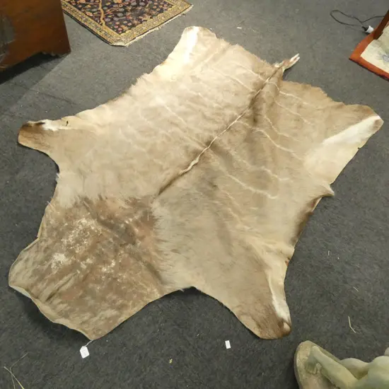 KUDU HIDE, L.2220mm