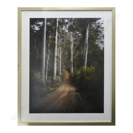 IAN FEGENT (AUST) TALL KARRI TREES, PEMBERTON, W.AUSTRALIA, LARGE FORMAT PHOTOGRAPH, TRU-VUE GLAZED 920 x 680mm