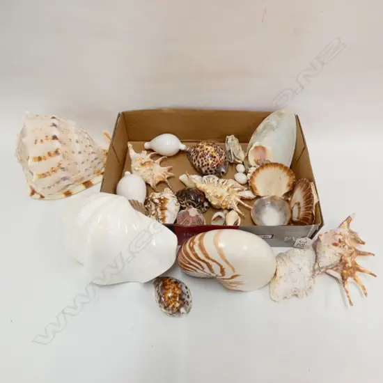 BOX LOT ASST. SHELLS
