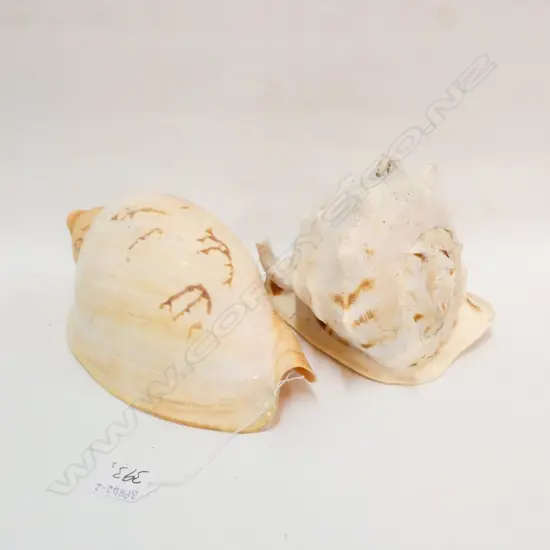 TWO LARGE SHELLS