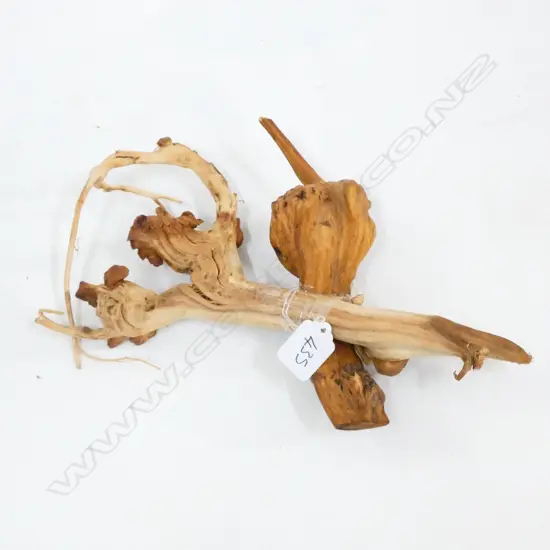 DACTYLANTHUS TAYLORII