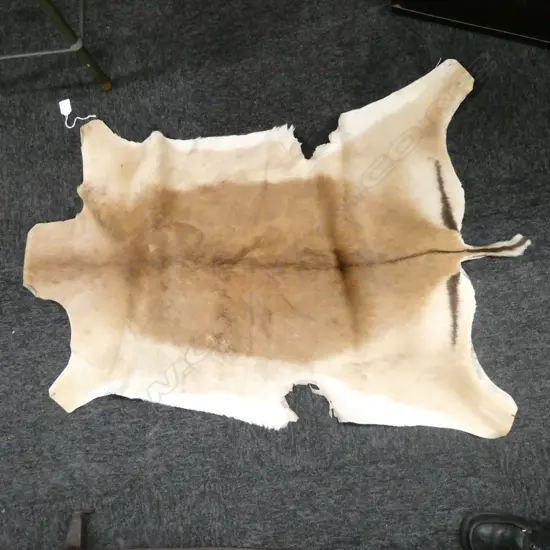 GAZELLE SKIN L. 1090MM