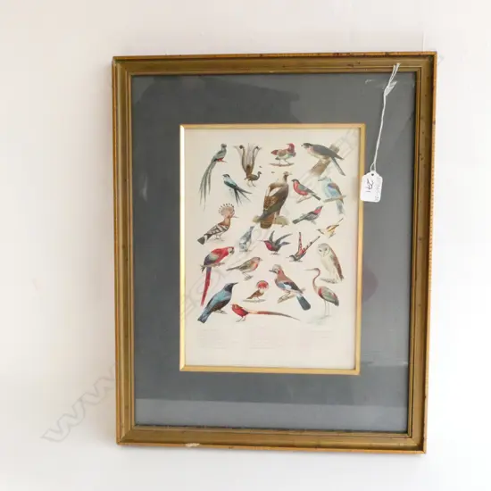 AN ANTIQUE PLATE BY L PRANG & CO OF BIRDS 480MM