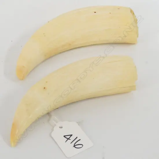 PR OF SPERM WHALE TEETH L 120 MM