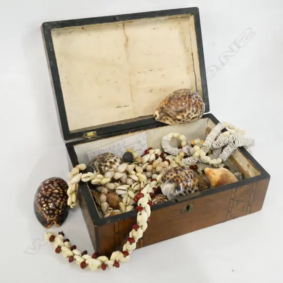 INLAY BOX L. 245MM AF CONTAINING ASST. SHELLS