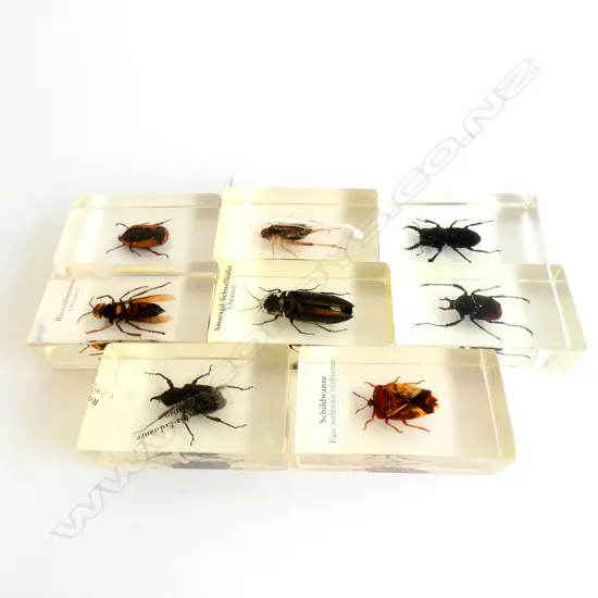 8 ASST. INSECTS IN ACRYLIC