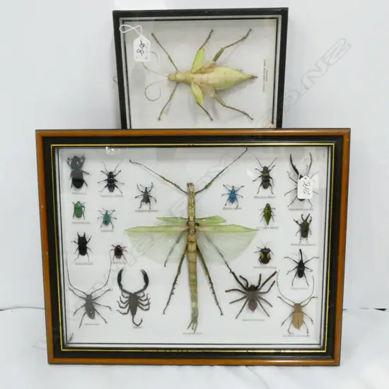 SPECIMEN INSECTS (2 FRAMES) INCL EURYNCEMA GOLIATH & GREEN NYMPH STICK INSECT. LARGEST 390 x 490mm