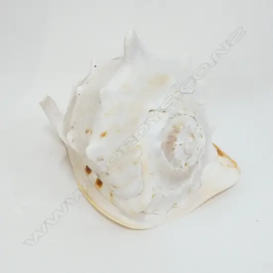 LARGE CONCH SHELL L. 270MM