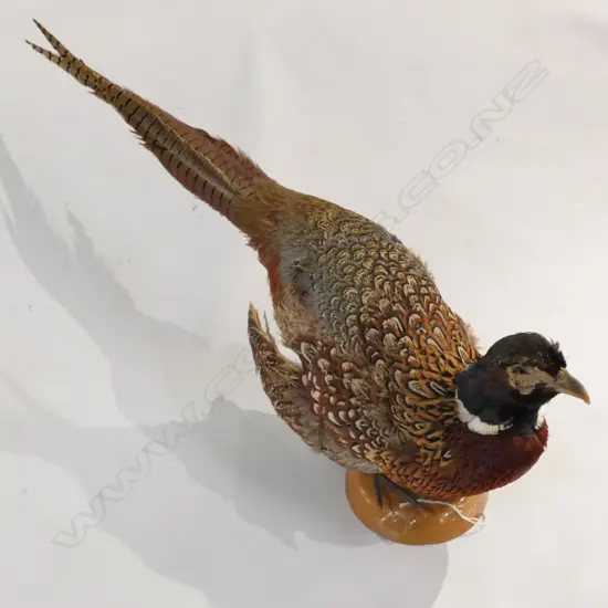TAXIDERMIED PHEASANT