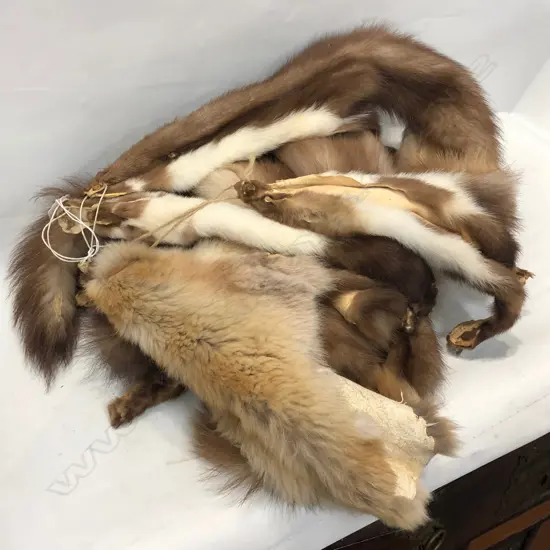 COLLECTION OF MARTEN FUR SKINS