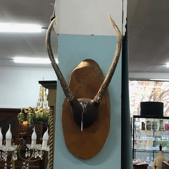 WALL HANGING HORNS 
