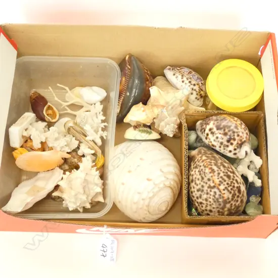 LOT ASST PACIFIC SHELLS ETC