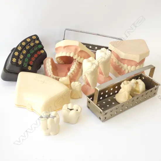 COLLECTION ASST. PLASTER DENTAL MODELS