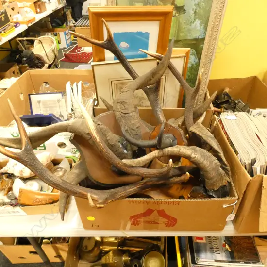 BOX LOT ASST. MOUNTED HORNS 