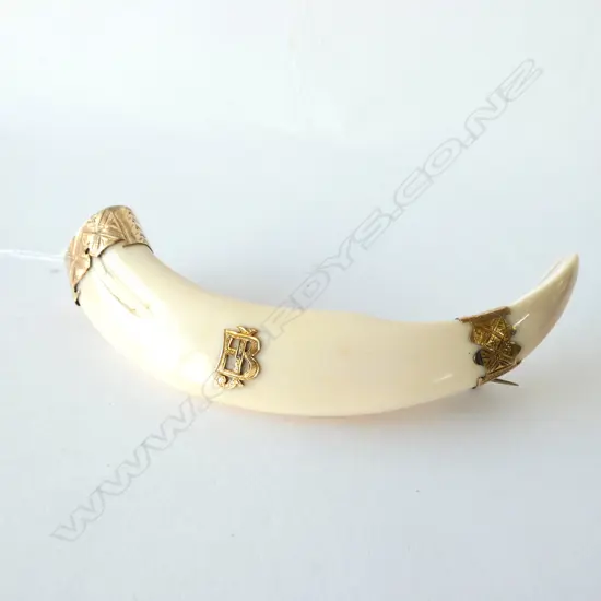 A large NZ colonial boar's tooth & 9ct gold mounted tusk