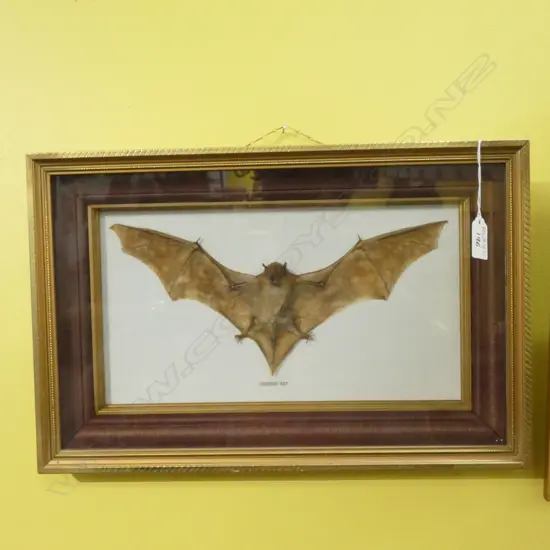 TAXIDERMY DISPLAYED 'HAIRLESS BAT' FRAMED UNDER GLASS 285 X 435MM