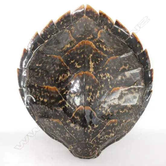 TORTOISE SHELL L400 MM