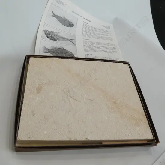 FISH FOSSIL IN STONE BOXED 'THE STONE FISH'