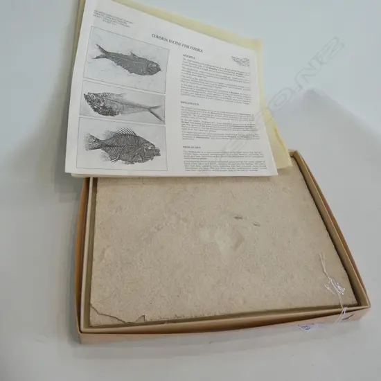 FISH FOSSIL IN STONE BOXED 'THE STONE FISH'