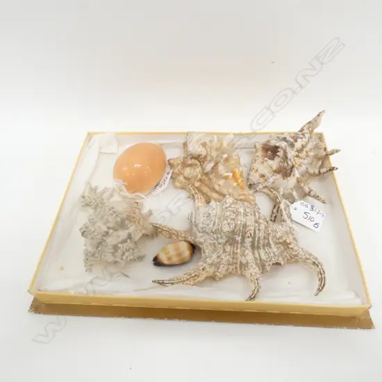 6 ASSORTED SM  SHELLS, INCLS. A RARE GOLDEN COWRIE