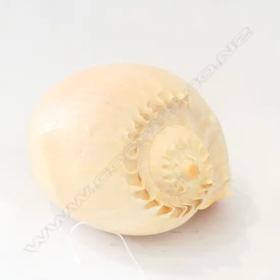 LARGE SHELL 260MM L