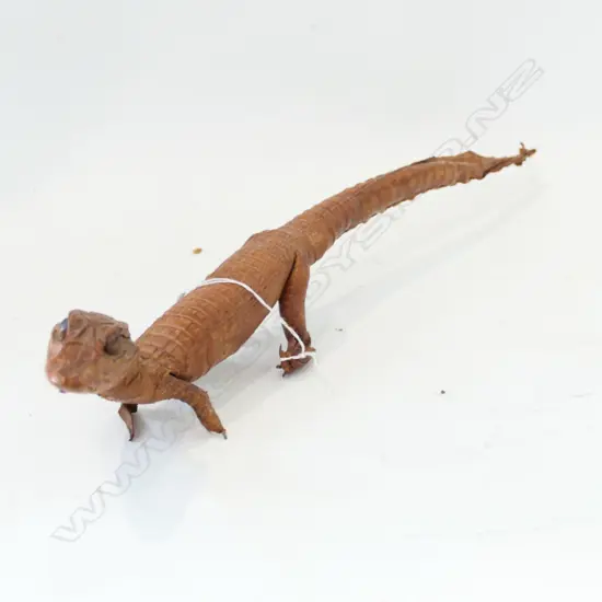 TAXIDERMY BABY CROCODILE