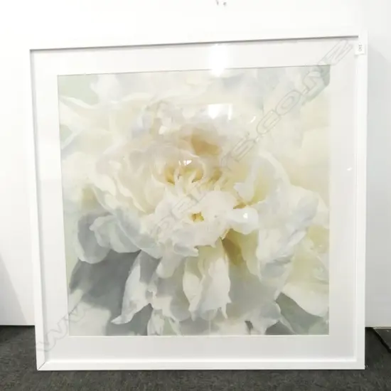 LARGE WHITE PEONY PRINT 1M SQ