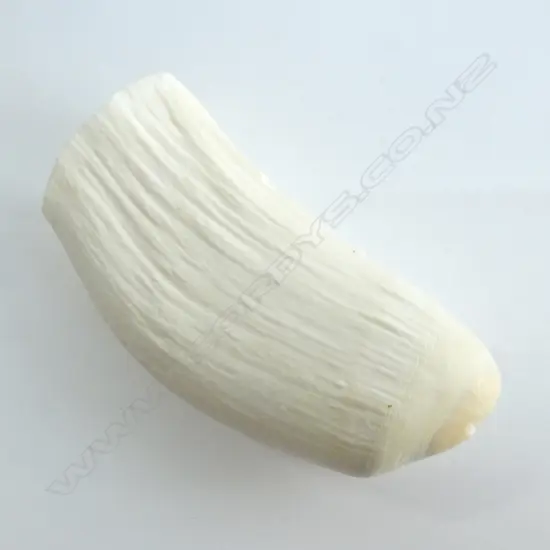 OLD WHALE'S TOOTH L.145mm