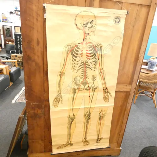 VINTAGE ST. JOHNS MEDICAL CHART L. 1600MM 