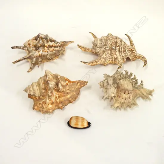 4 SEA SHELLS INCLUDES TO SPIDER SHELLS